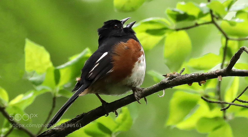 Canon EOS 5D Mark IV sample photo. Singing eastern towhee photography