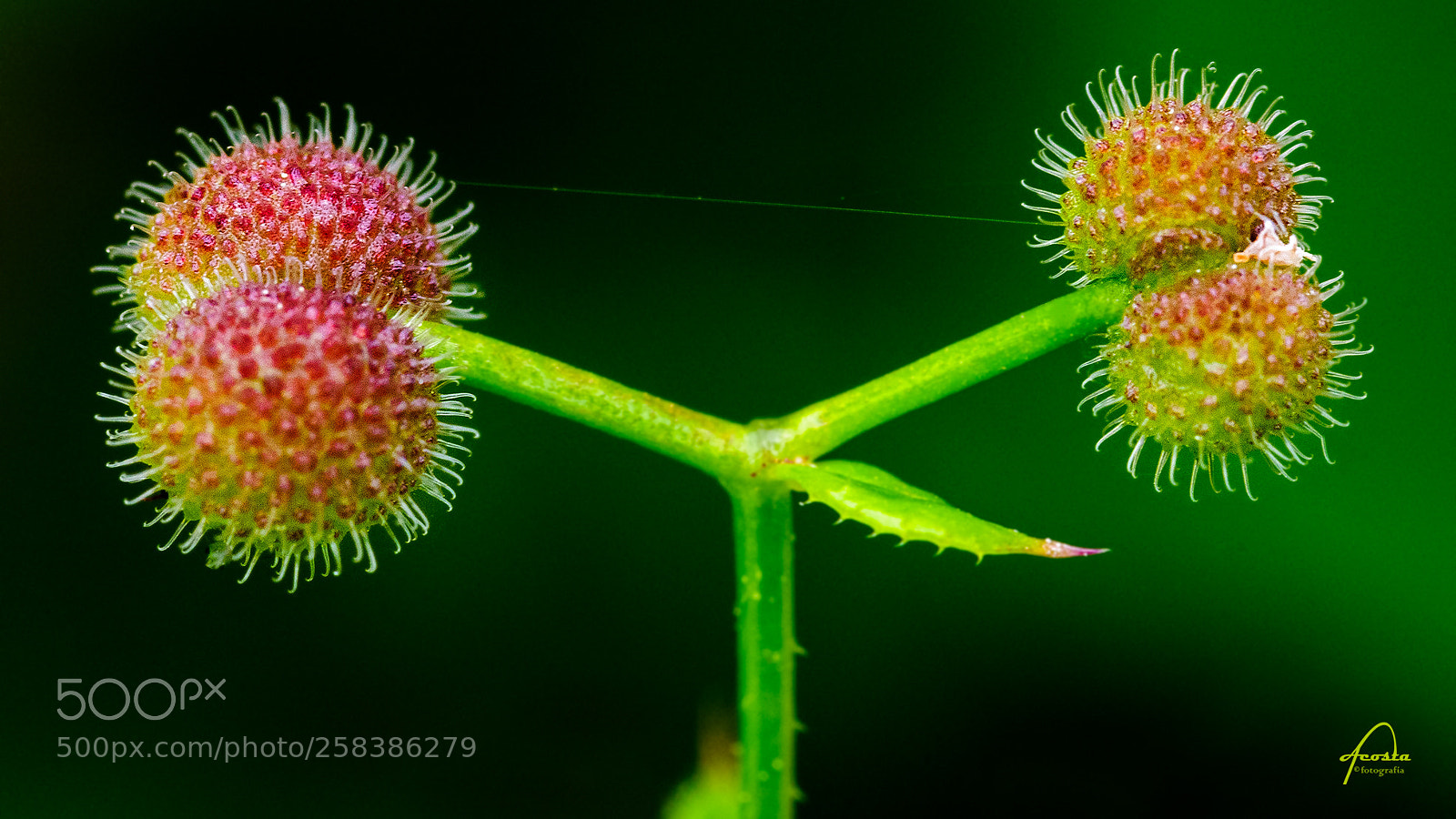 Nikon D300S sample photo. Seeds photography