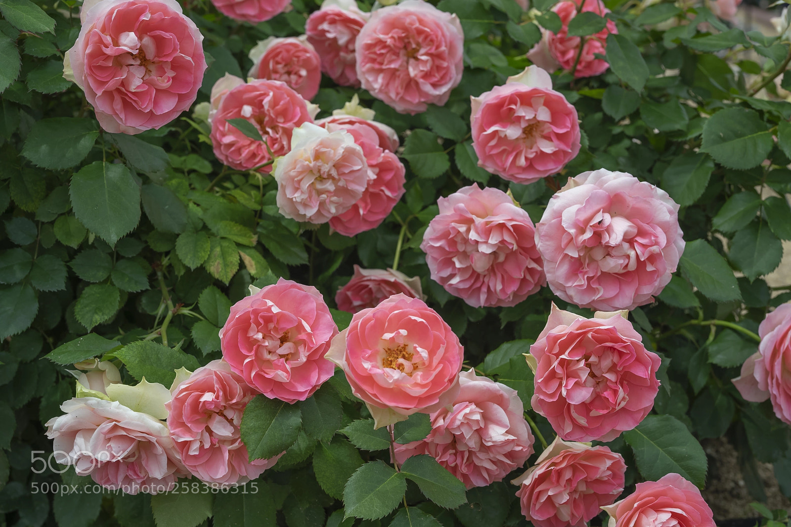 Sony a7 II sample photo. The pale pink rose photography