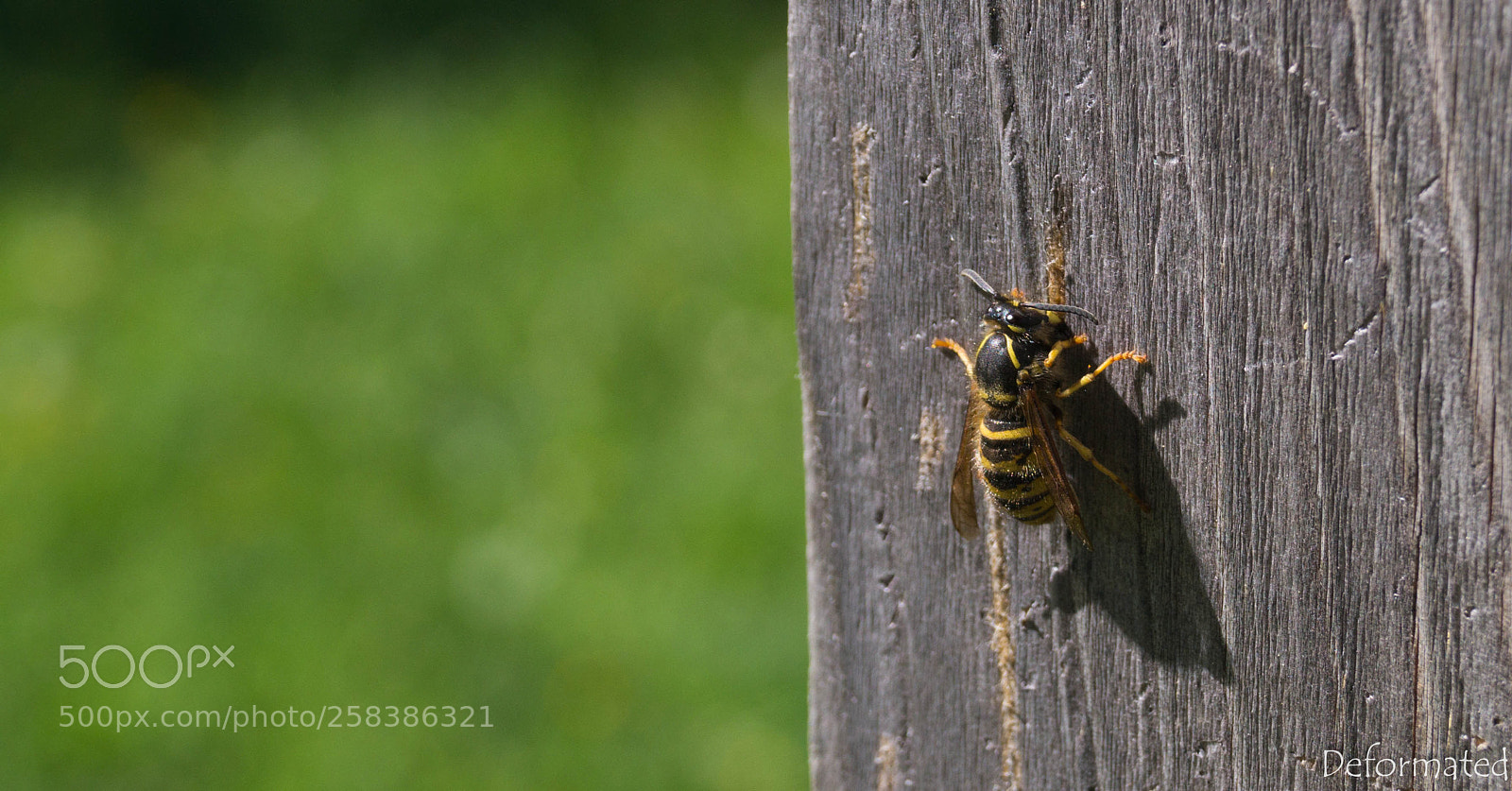 Sony SLT-A37 sample photo. Khokhlovka photography