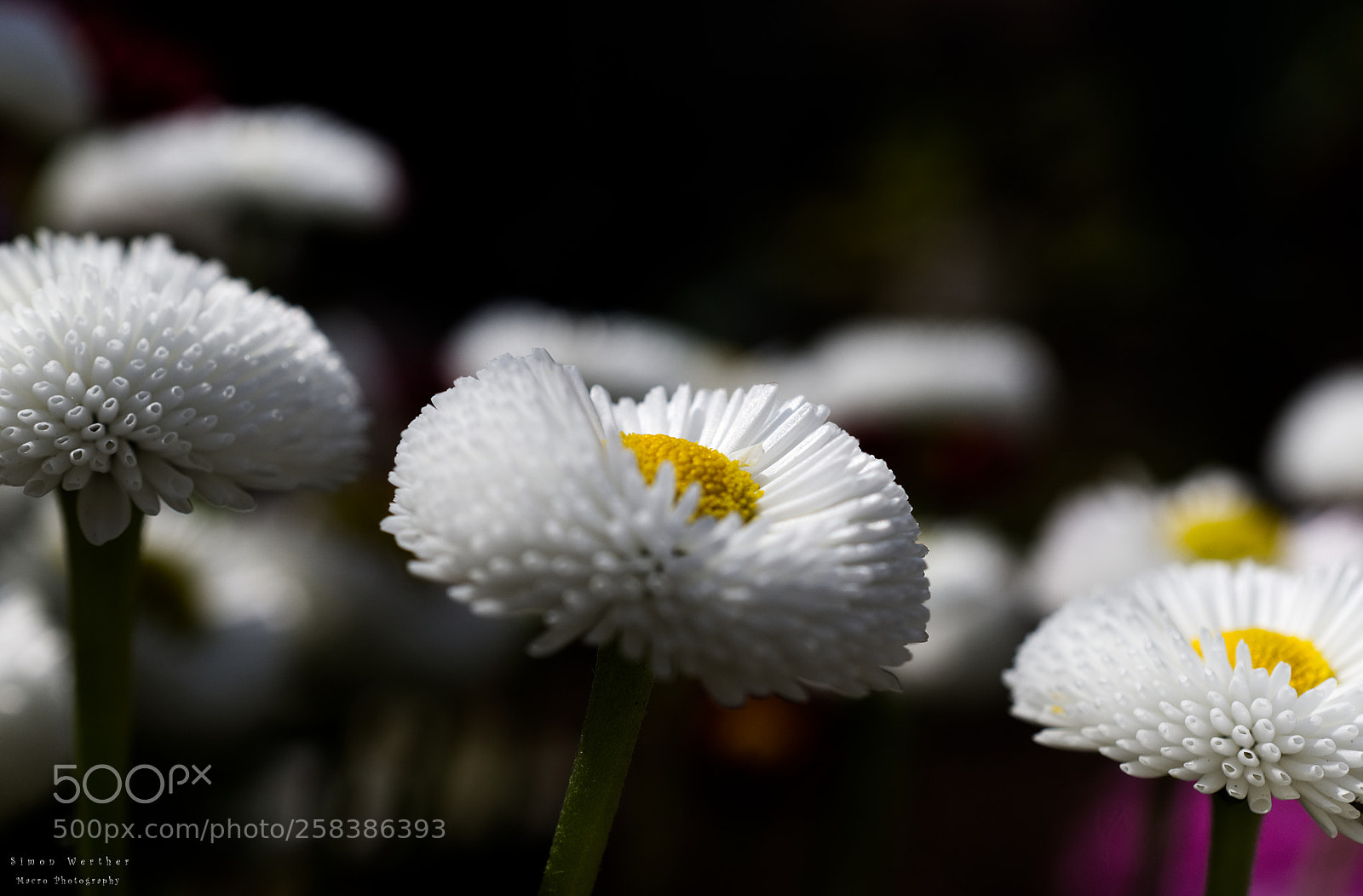 Nikon D5600 sample photo. O.t. photography