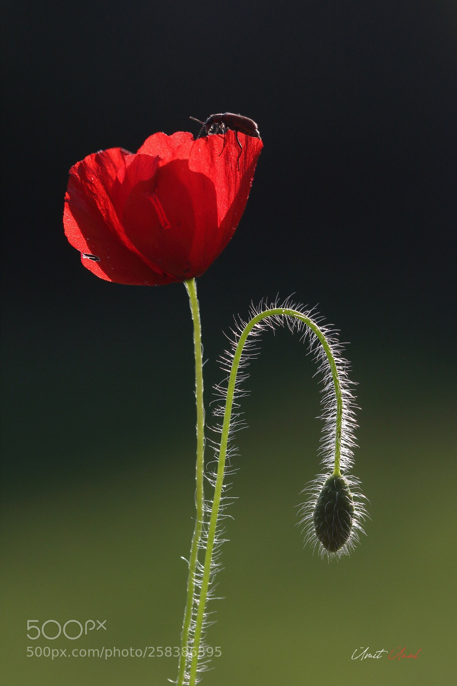 Canon EOS 7D Mark II sample photo. P o p p photography