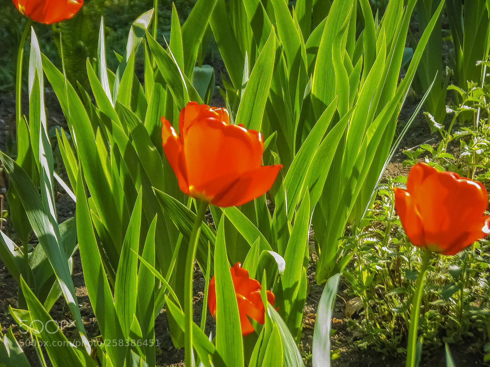 Canon POWERSHOT S5 IS sample photo. Img photography