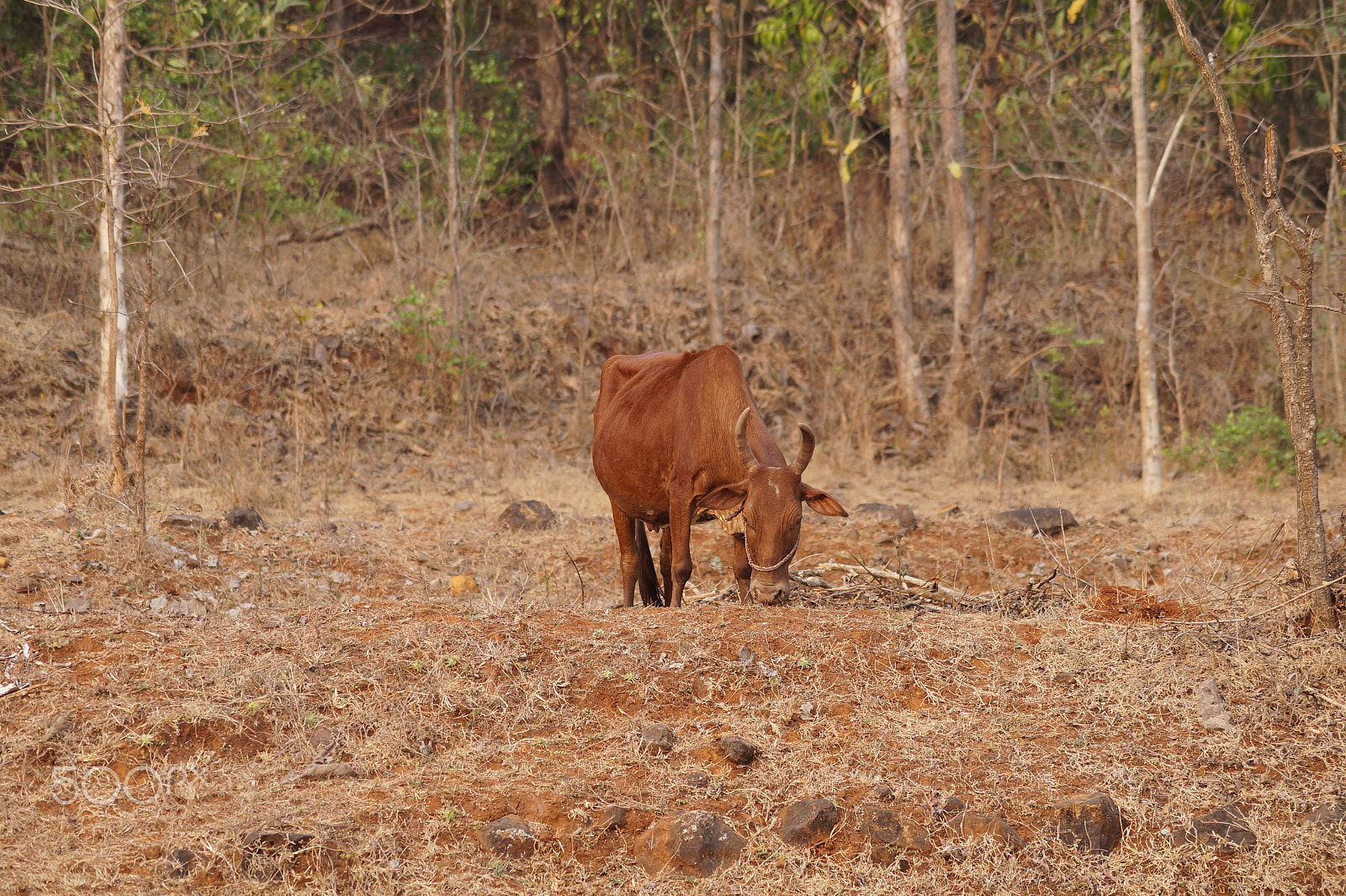 Sony DT 55-200mm F4-5.6 SAM sample photo. Cow photography