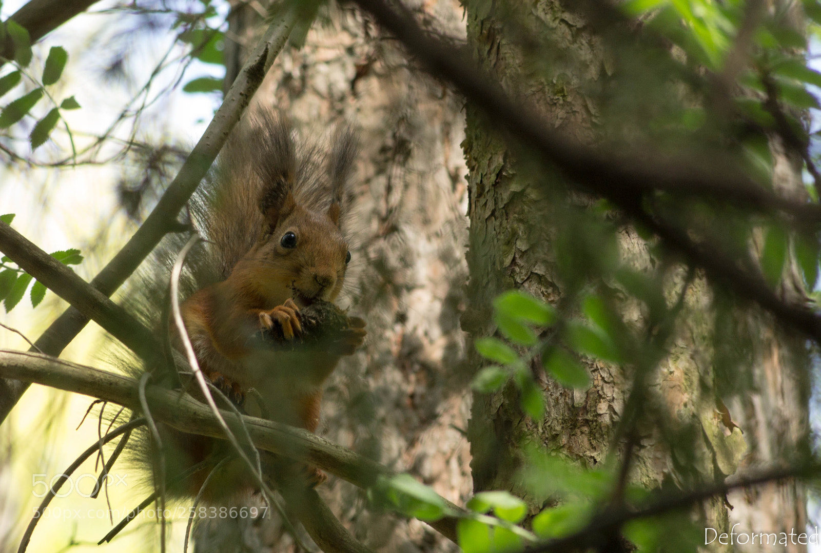 Sony SLT-A37 sample photo. Perm photography