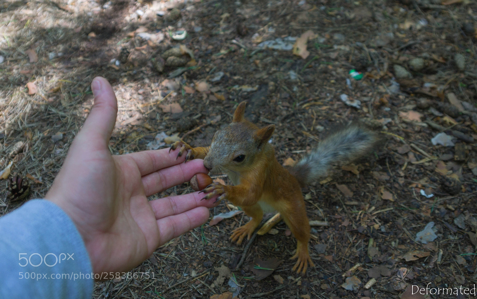 Sony SLT-A37 sample photo. Perm photography