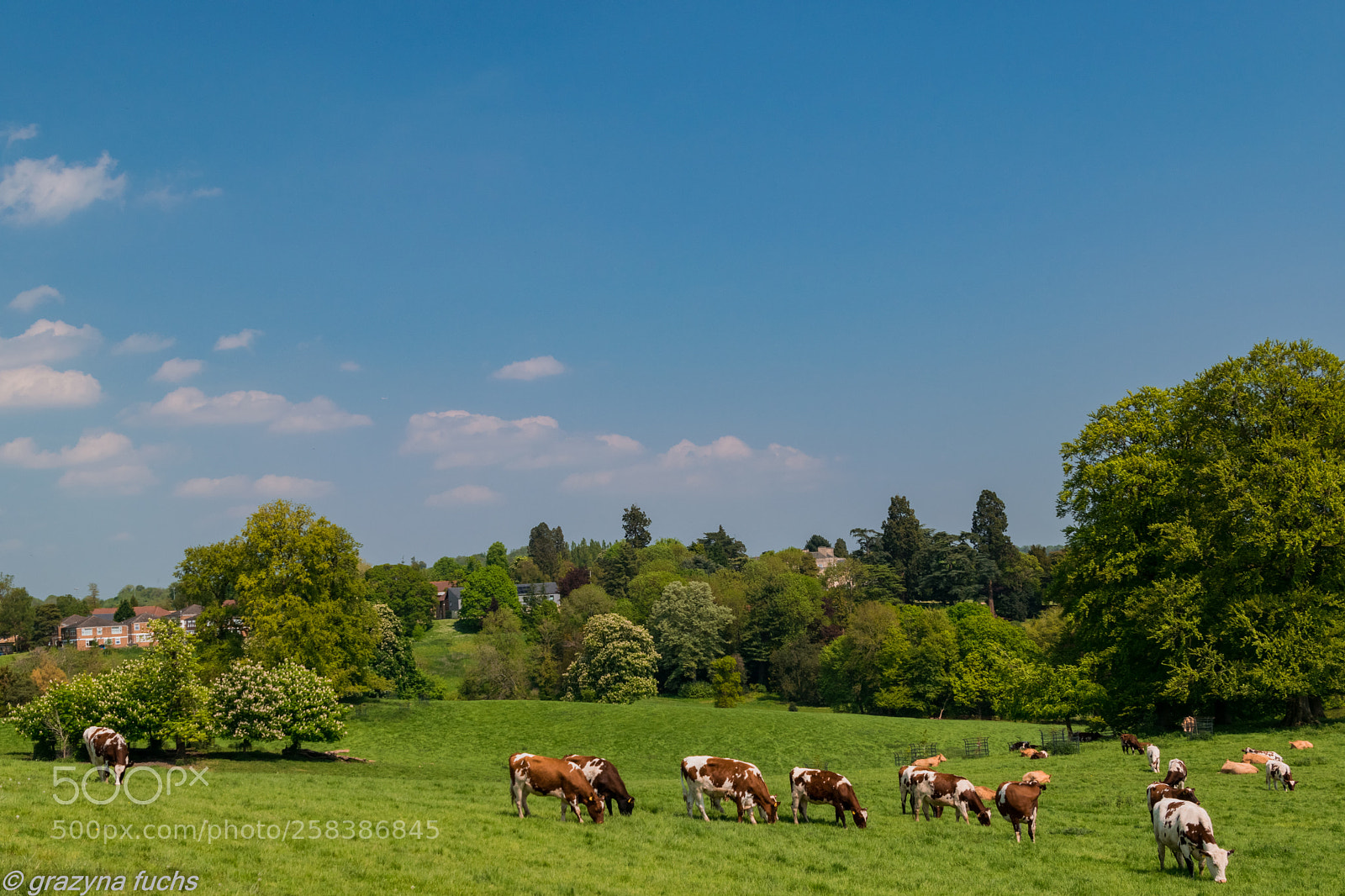 Nikon D3300 sample photo. Idyll in gatton park photography