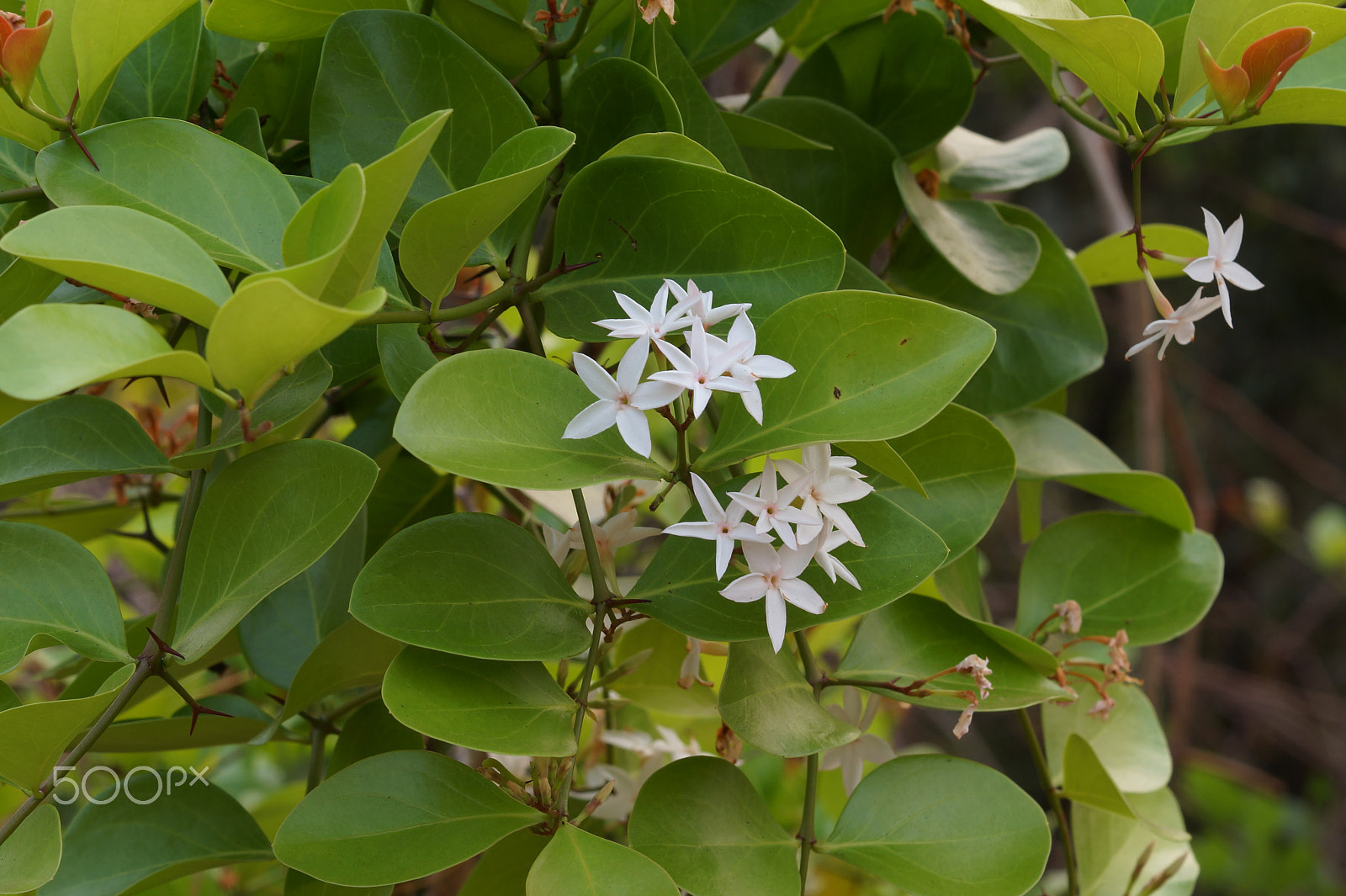 Sony DT 55-200mm F4-5.6 SAM sample photo. Flowers photography