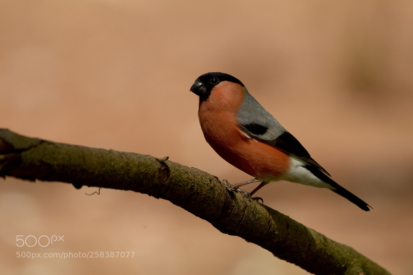 Nikon D810 sample photo. Bullfinch photography