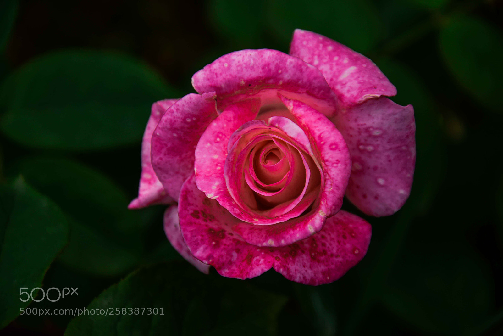 Nikon D5300 sample photo. Pink rose photography