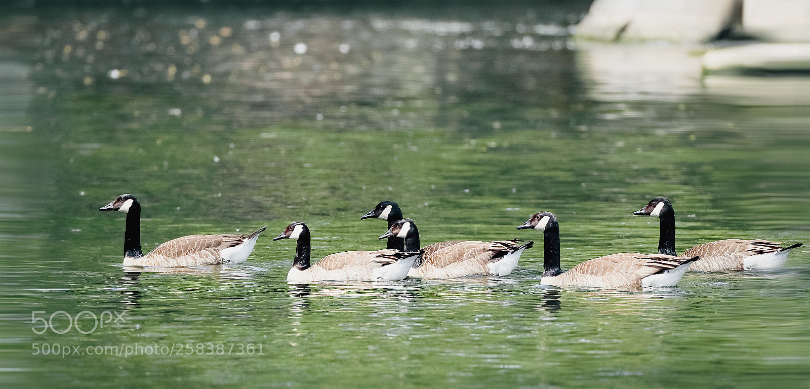 Canon EOS-1D X Mark II sample photo. 加拿大黑雁 photography