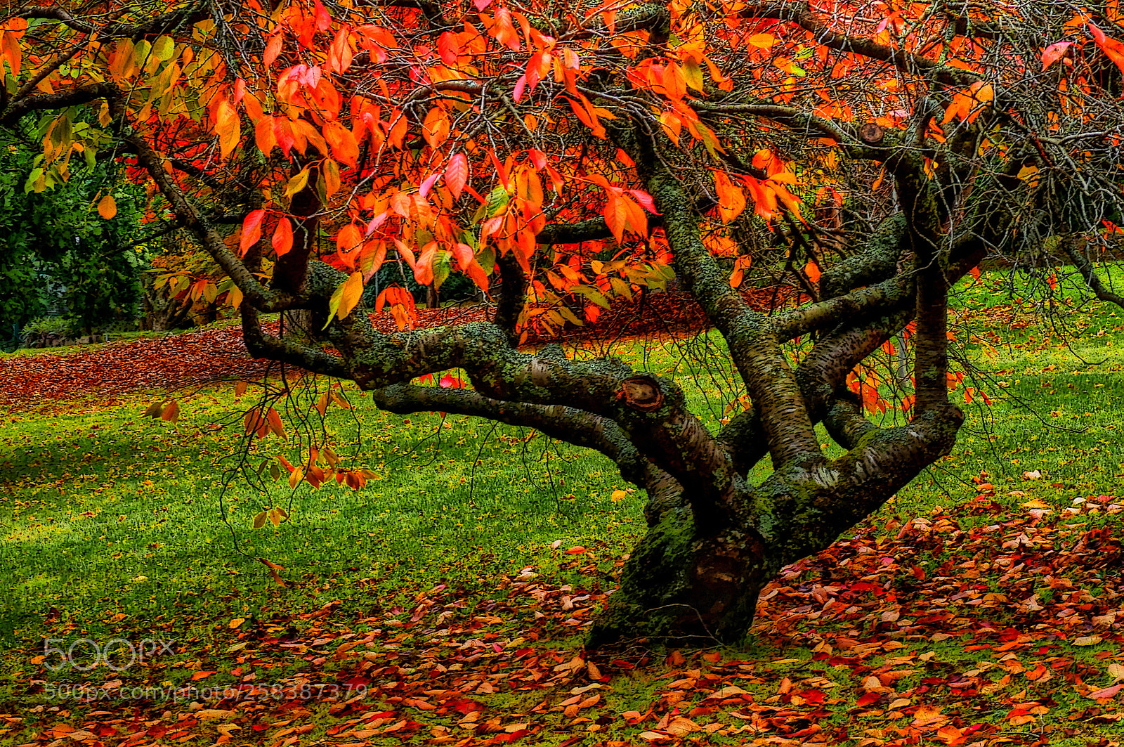 Olympus OM-D E-M1 sample photo. One more autumn photography