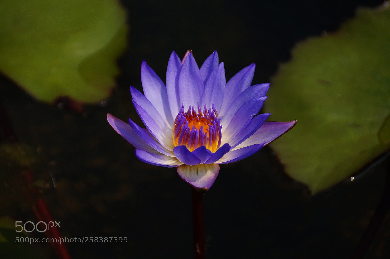 Sony SLT-A57 sample photo. Watar lily photography