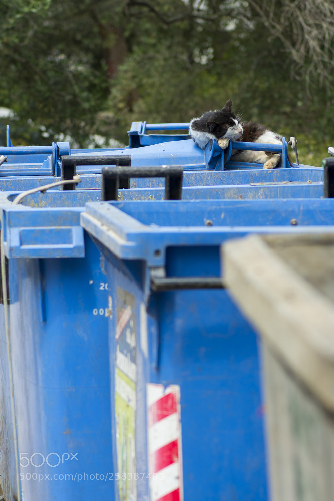 Nikon D7200 sample photo. Trash cat tribe photography