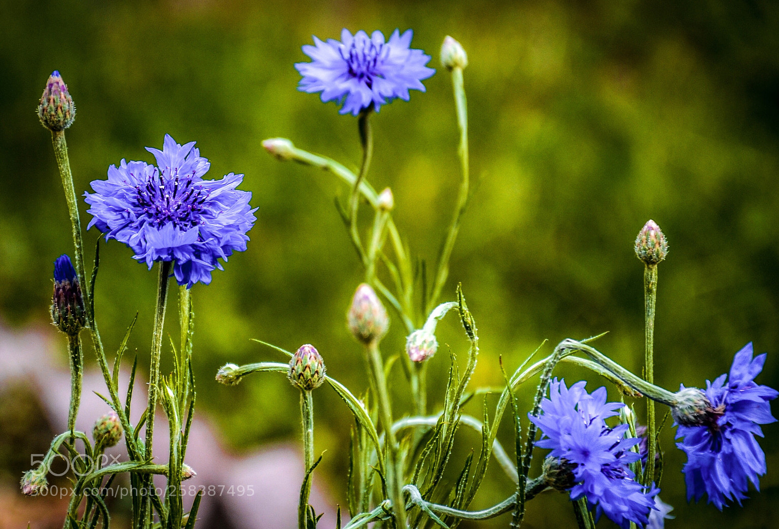 Nikon D7000 sample photo. Cornflower** photography