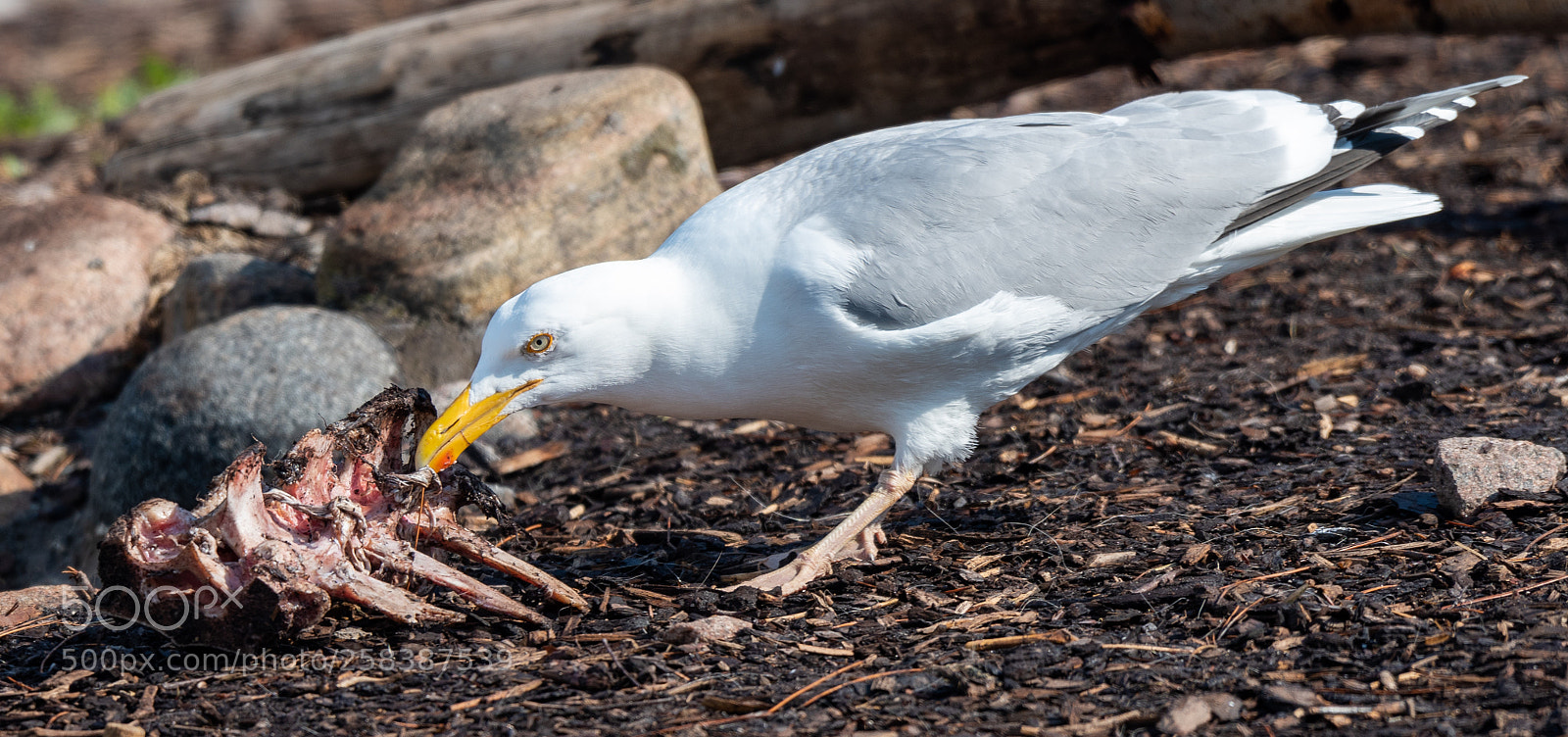 Nikon D810 sample photo. Stealing prey photography