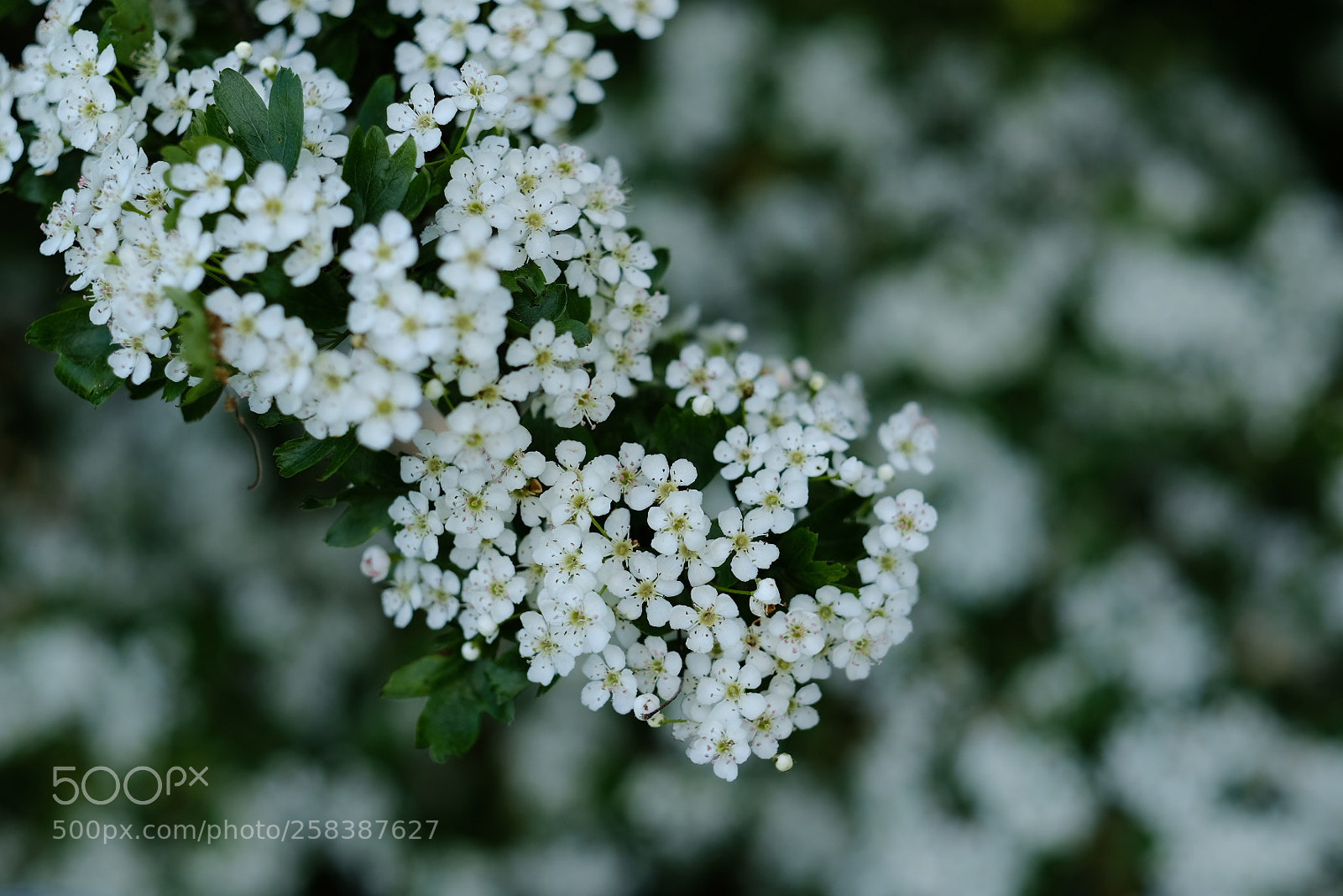 Fujifilm X-Pro2 sample photo. Blossom photography