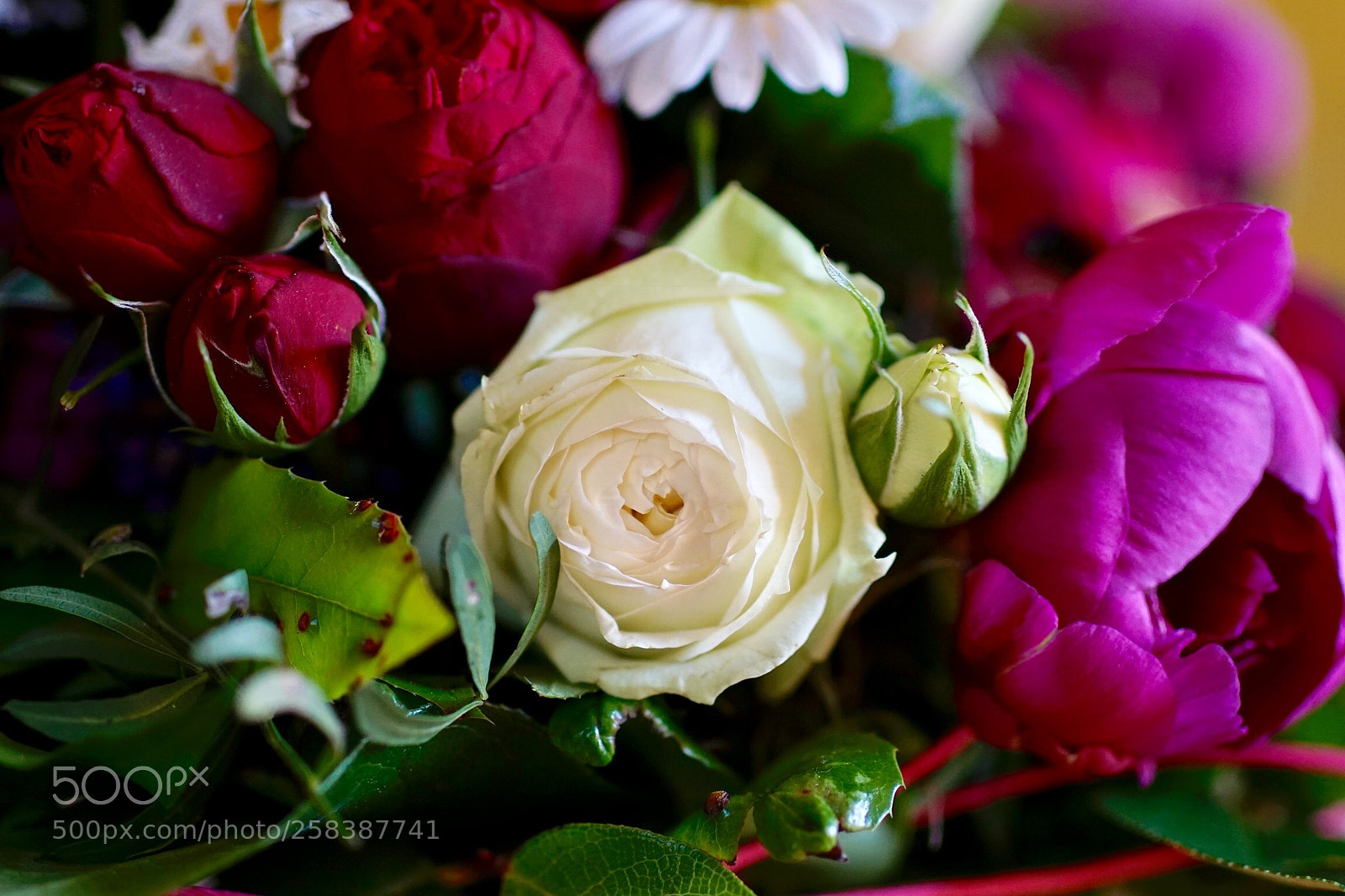 Sony ILCA-77M2 sample photo. Untitled photography
