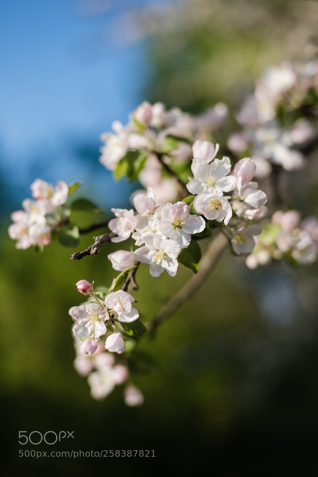 Nikon D750 sample photo. 0004.jpg photography