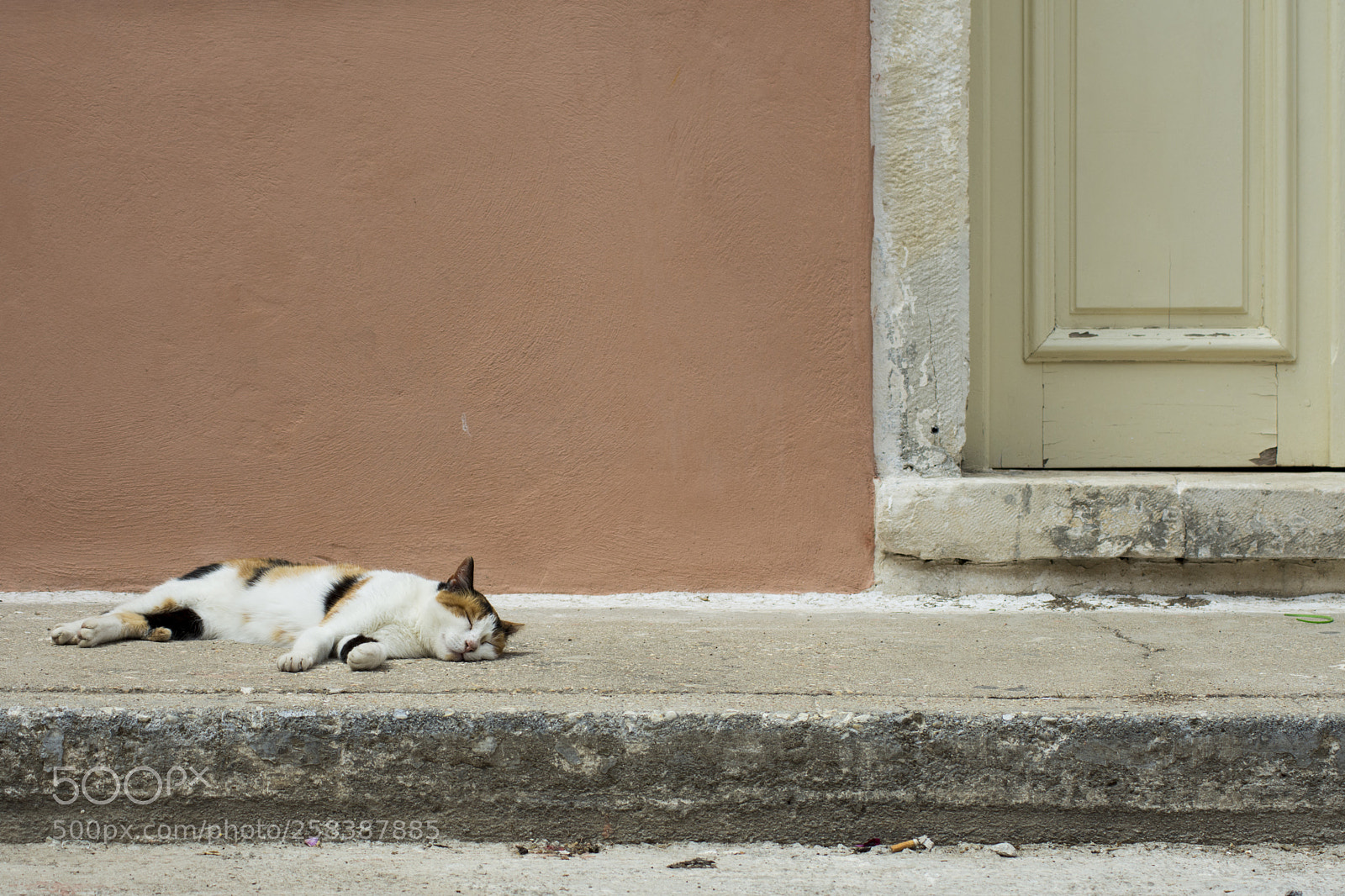 Nikon D7200 sample photo. Sidewalk cat tribe photography