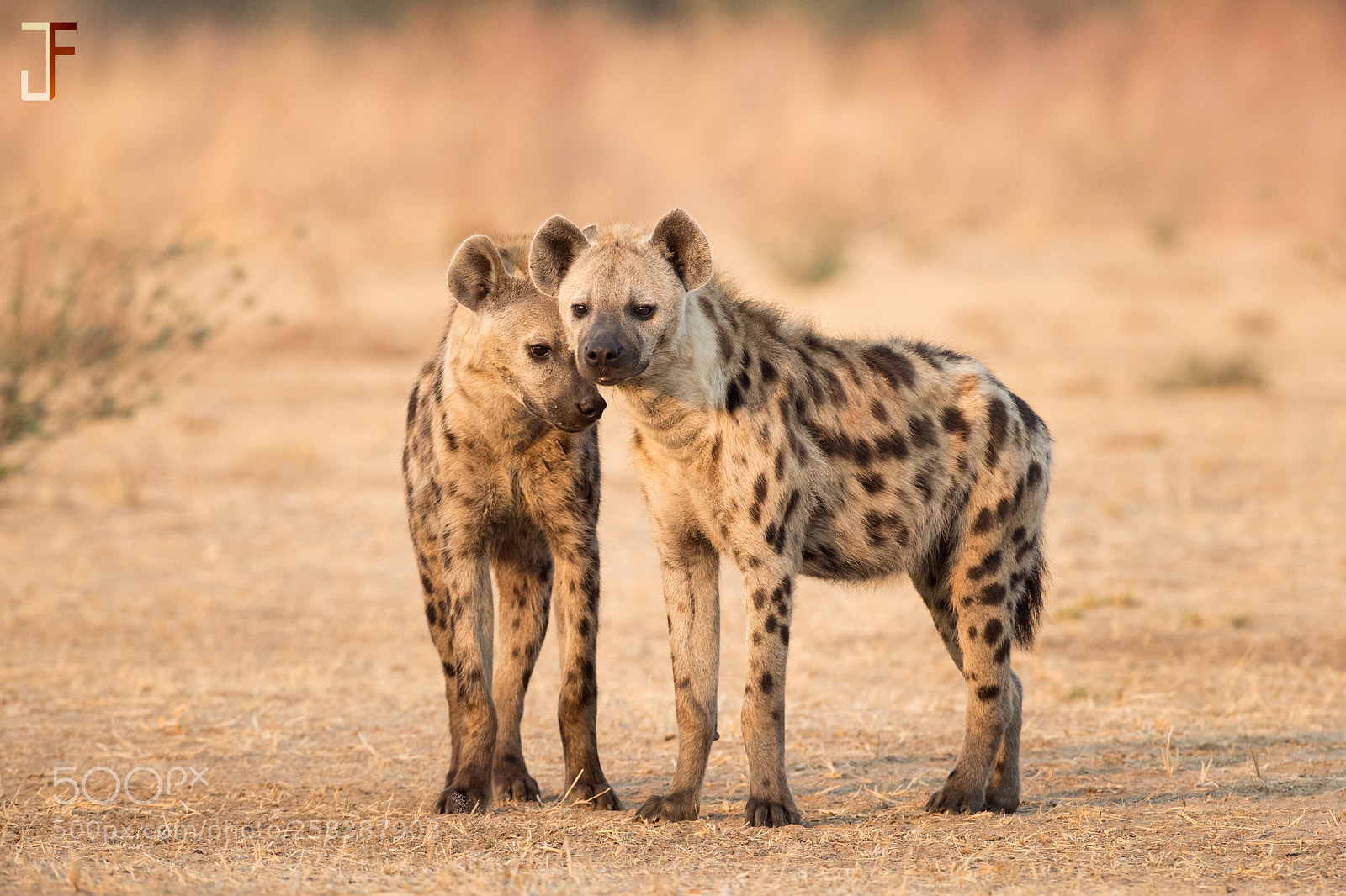 Canon EOS-1D X Mark II sample photo. Hyena love photography