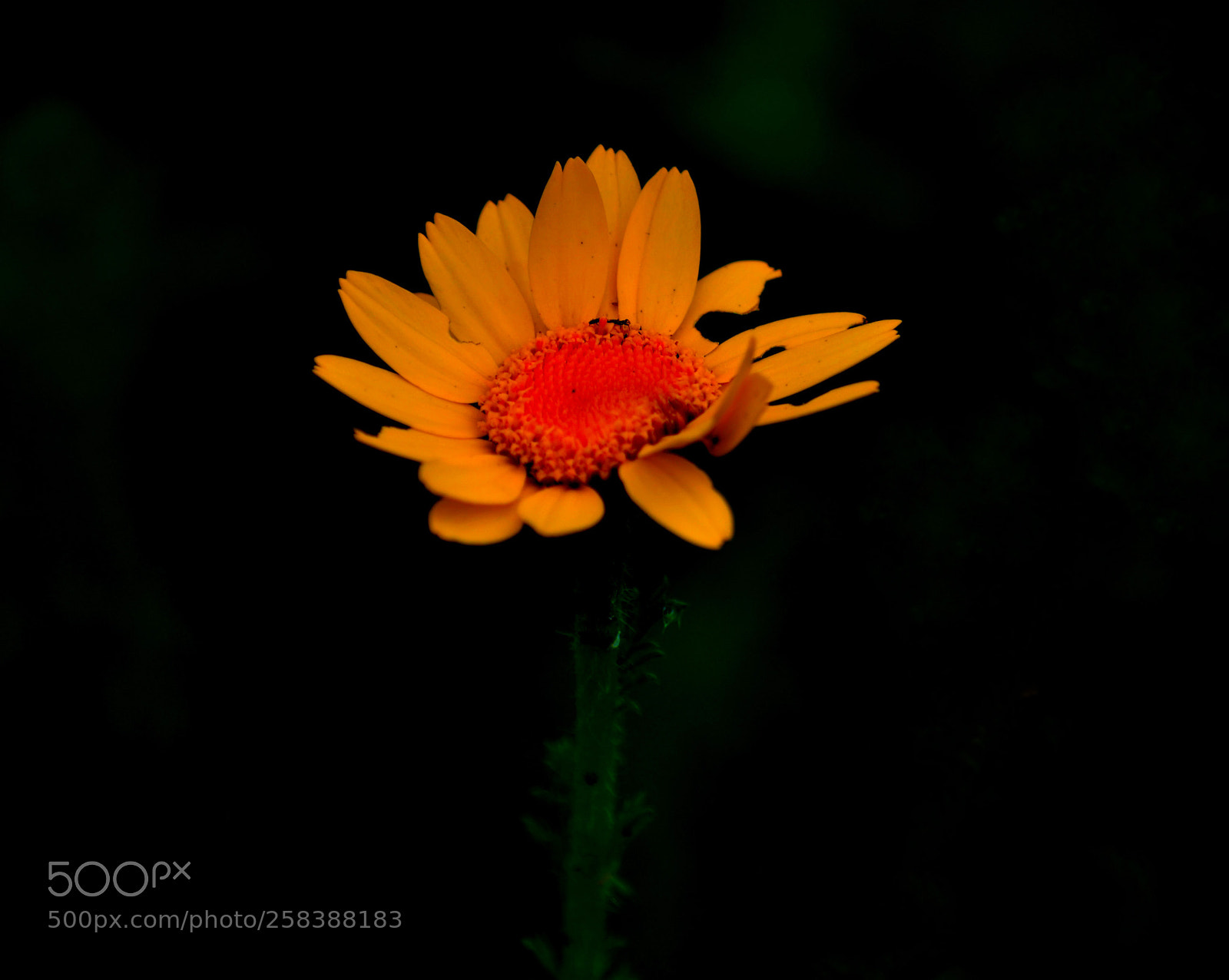 Nikon D3100 sample photo. Flor photography