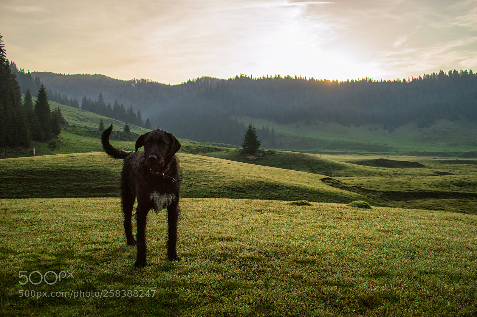 Nikon D3200 sample photo. Panni dog at hiking photography