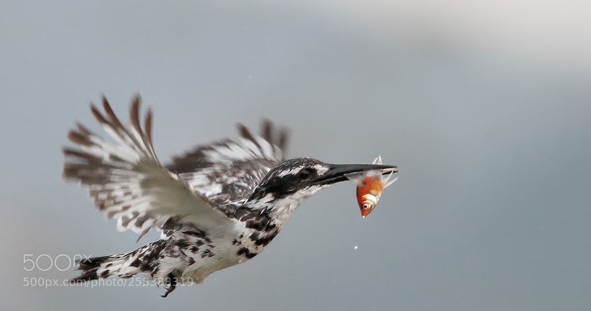 Canon EOS 7D sample photo. Little hunter photography
