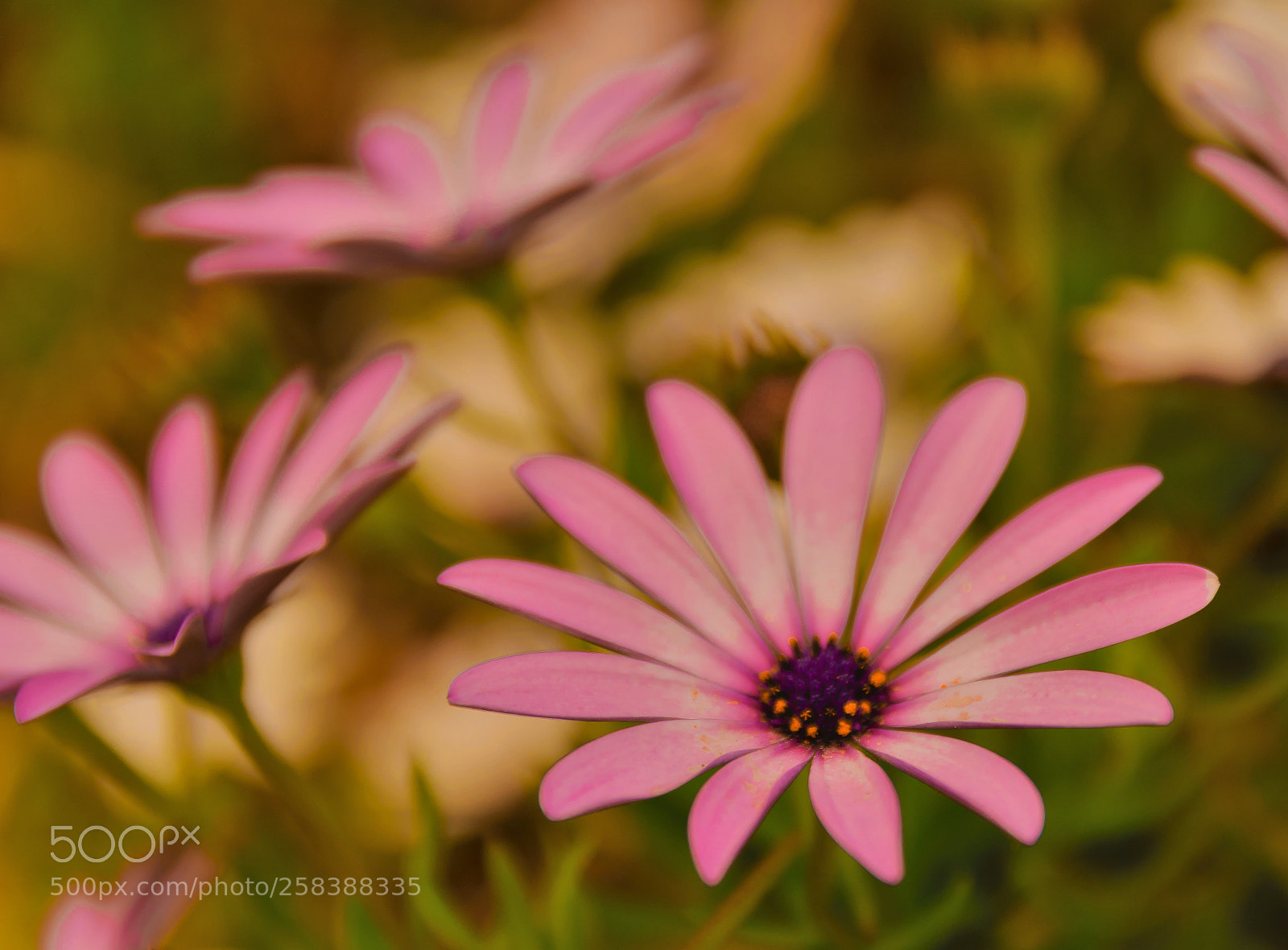 Nikon D5300 sample photo. Keep calm... and relax photography