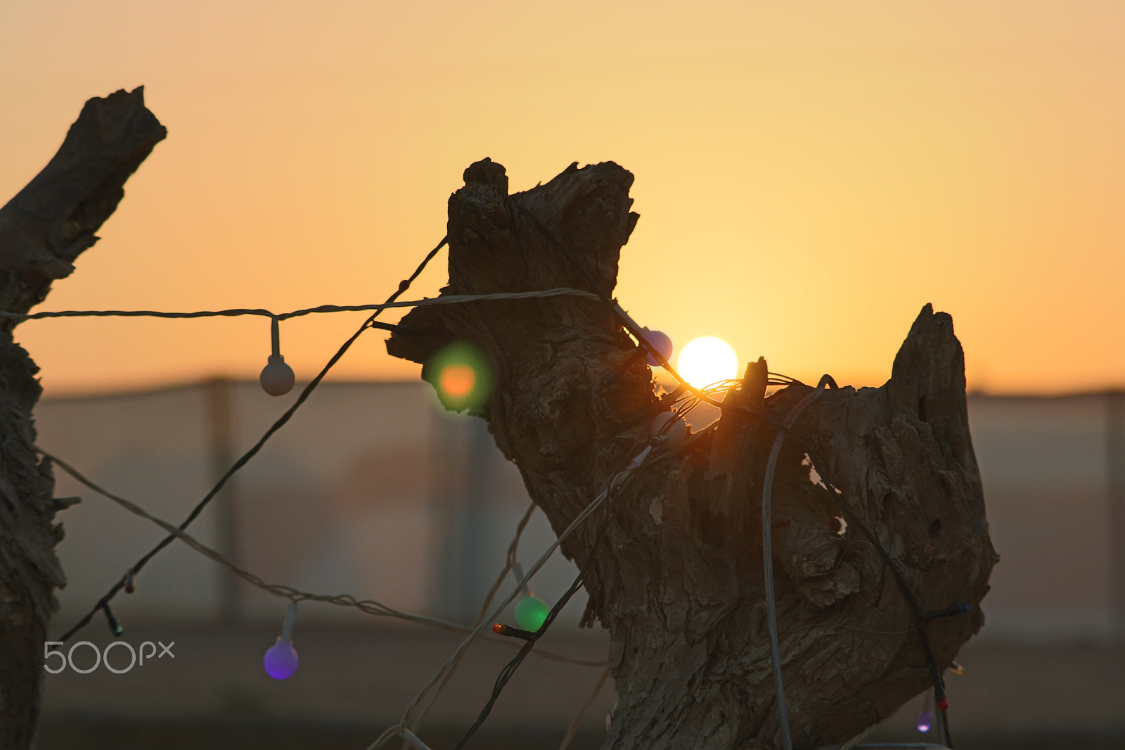 Canon EF-S 55-250mm F4-5.6 IS STM sample photo. Rise and shine photography