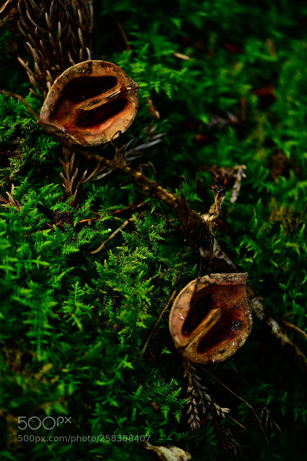 Nikon D850 sample photo. A small deep forest photography