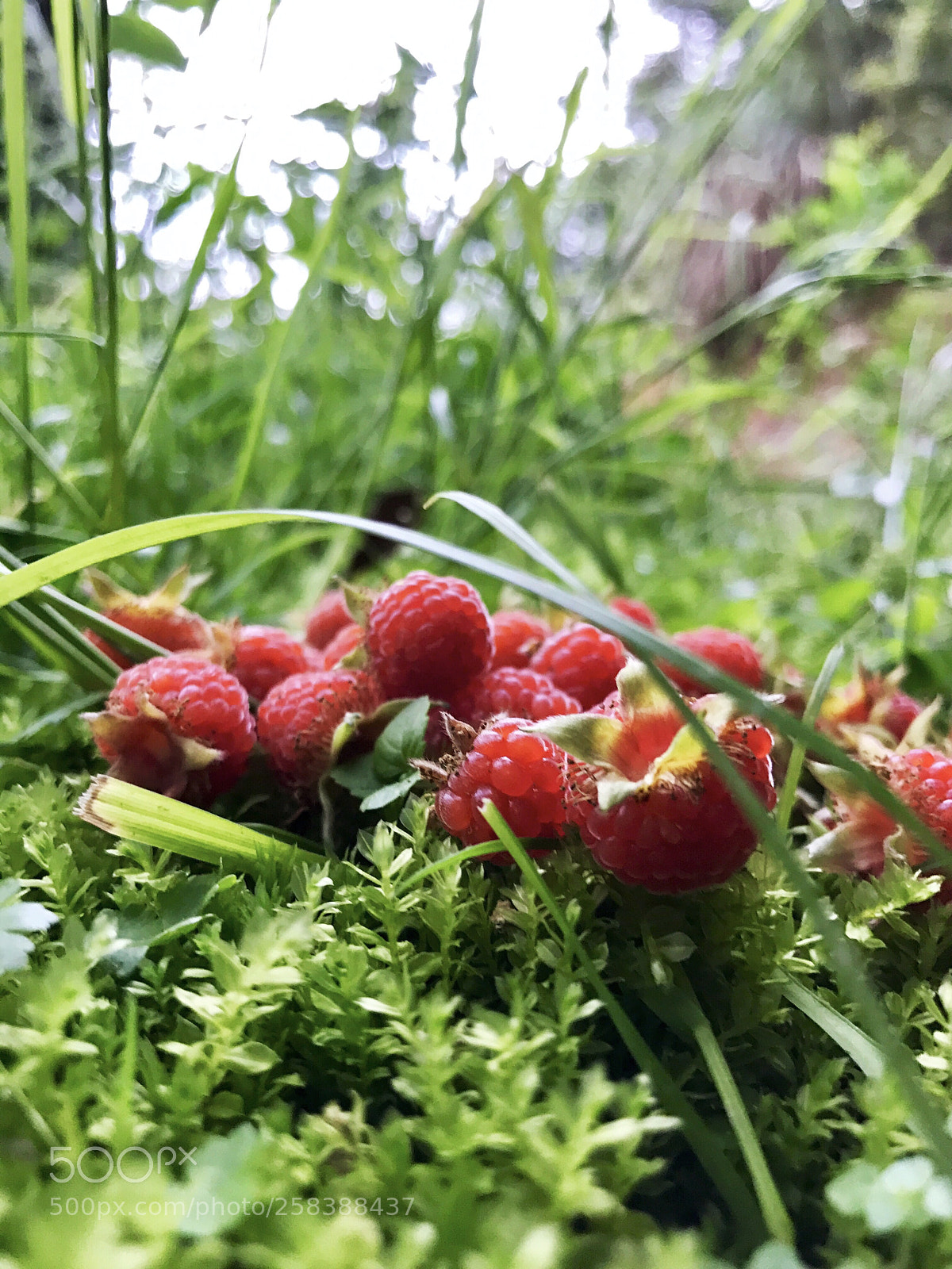 Apple iPhone 7 Plus sample photo. Berries photography