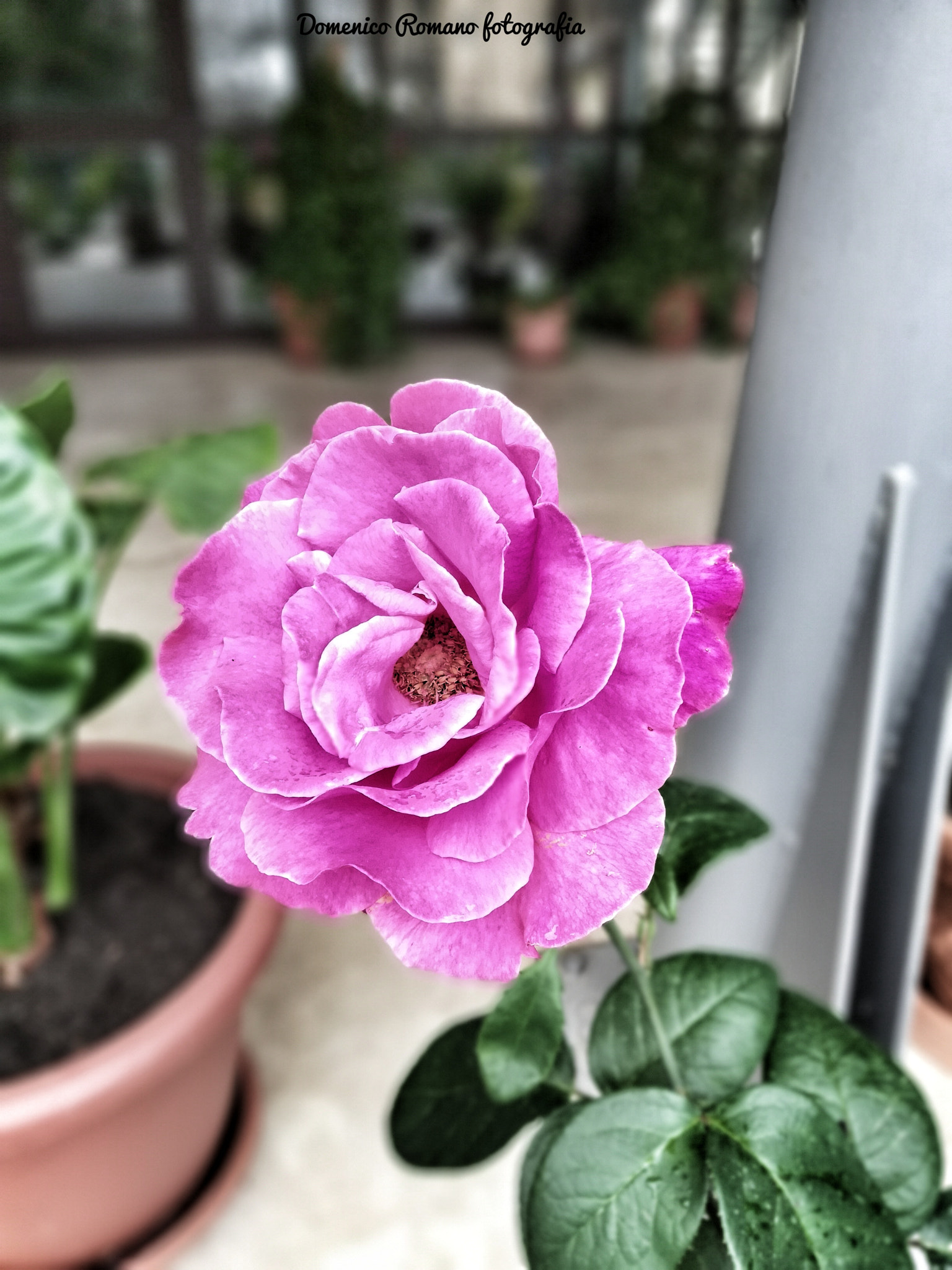 HUAWEI Honor 7X sample photo. Rose photography