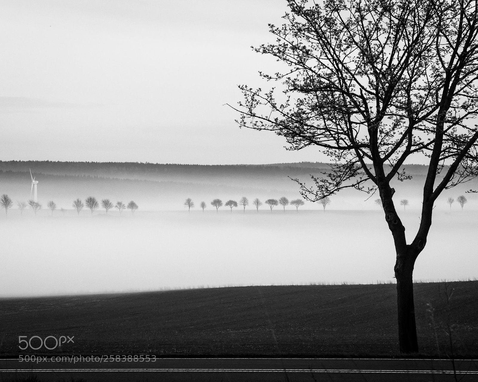 Canon EOS 80D sample photo. Foggy morning photography