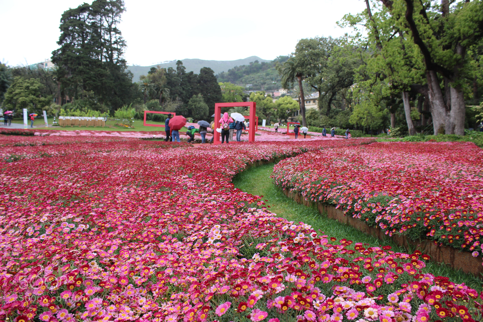 Canon EOS 600D (Rebel EOS T3i / EOS Kiss X5) sample photo. Flower photography