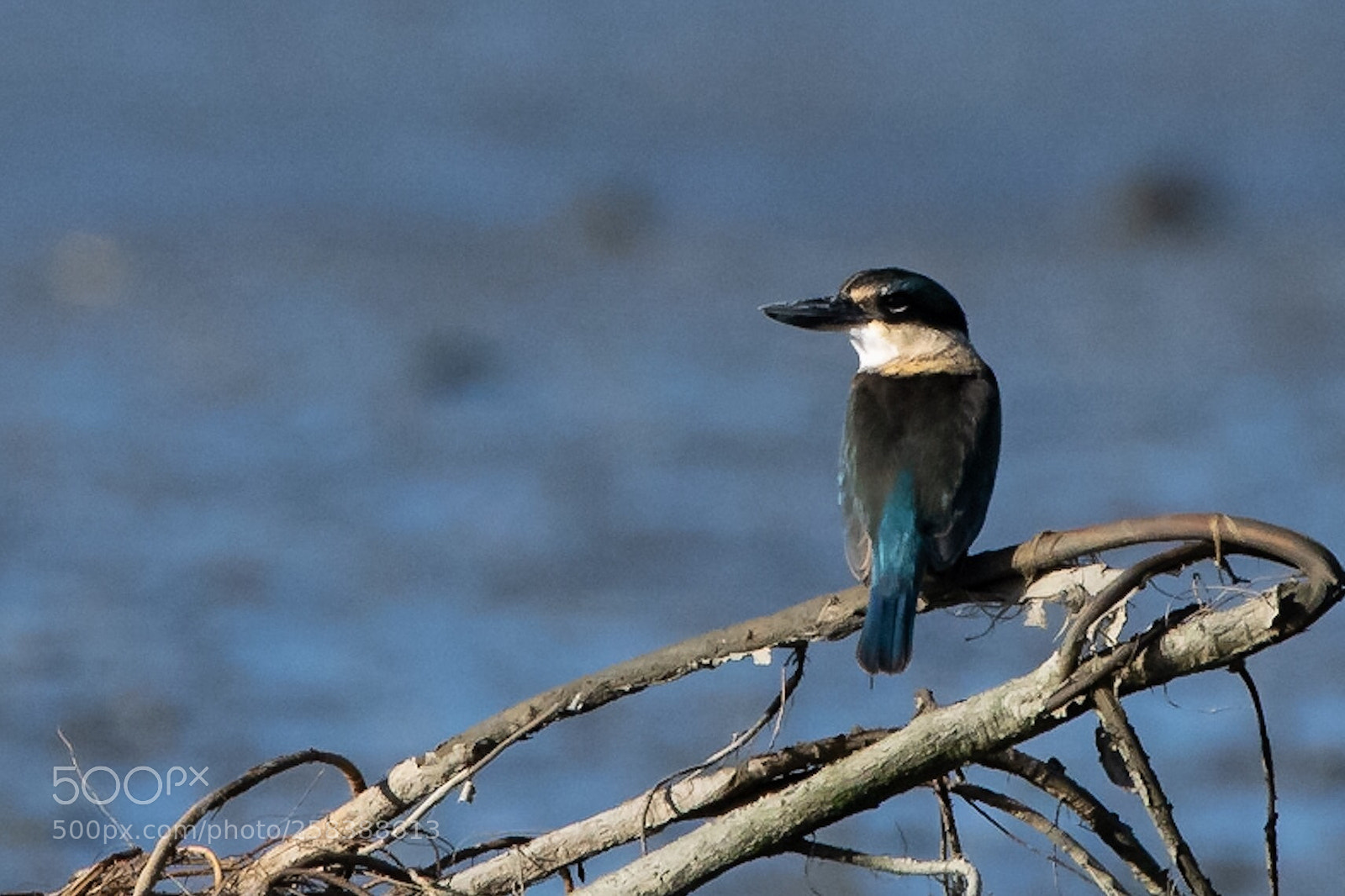 Nikon D500 sample photo. Sacred kingfisher k tare photography