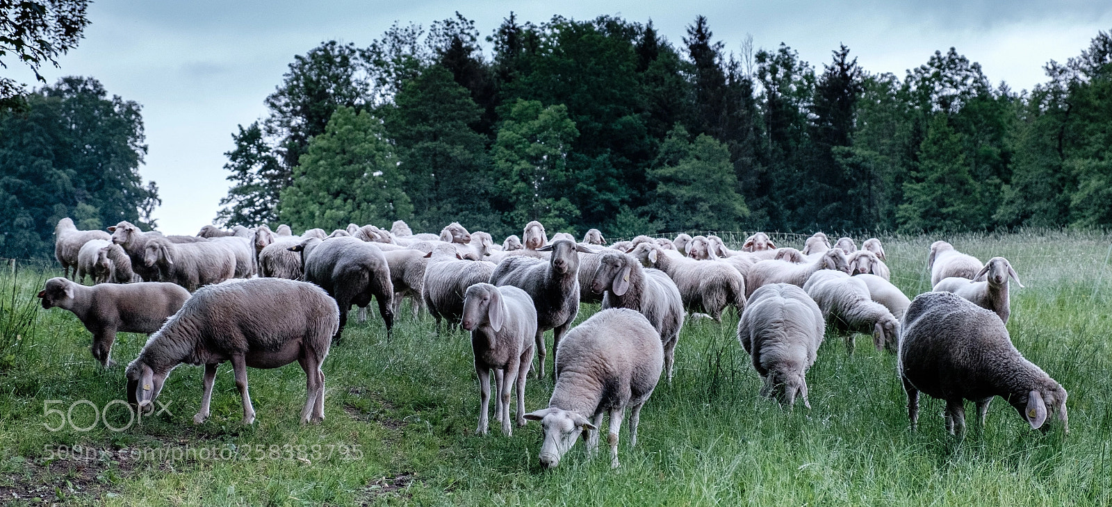 Fujifilm X-E2 sample photo. Schafherde im sch nen photography