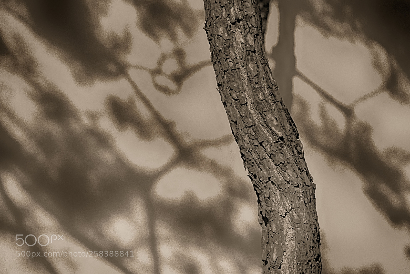 Nikon D750 sample photo. 20150821.jpg photography