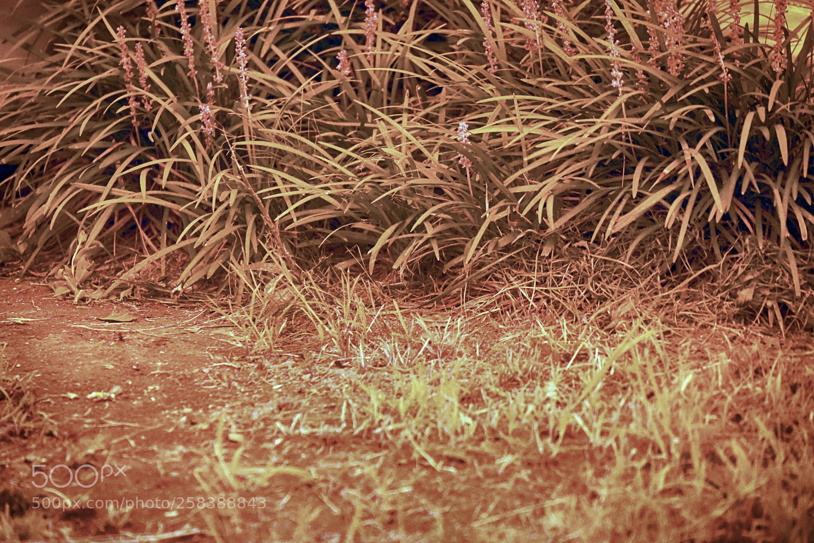 Nikon D750 sample photo. 20150811.jpg photography