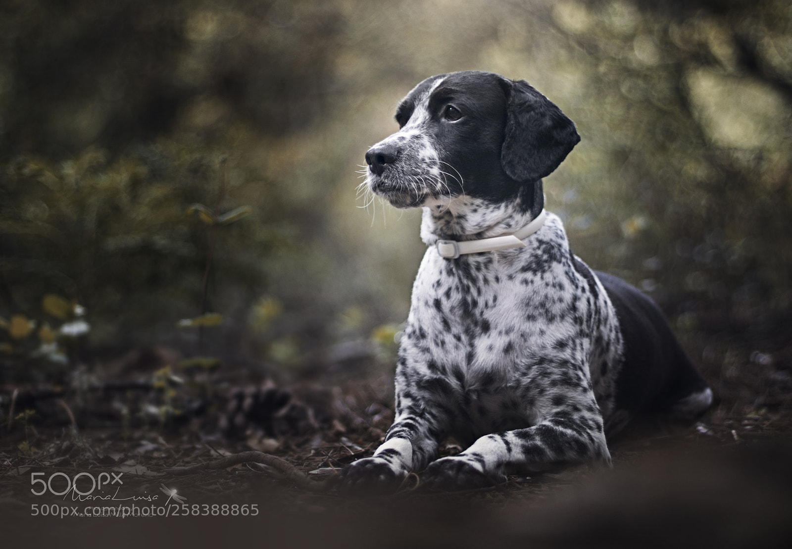 Canon EOS 80D sample photo. Otto at sunset photography