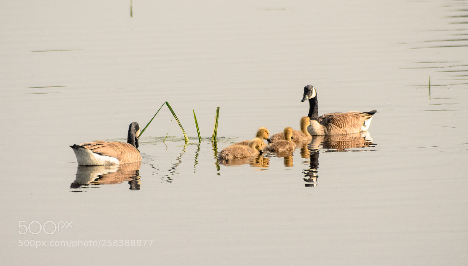 Nikon D7000 sample photo. Goose family photography