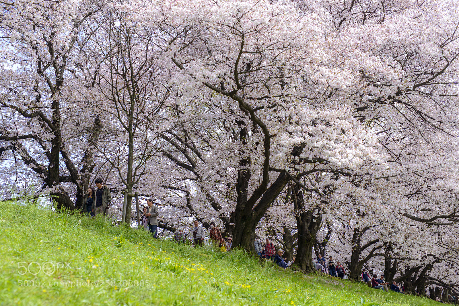Nikon D800 sample photo. Sakura at yodogawa riverside photography