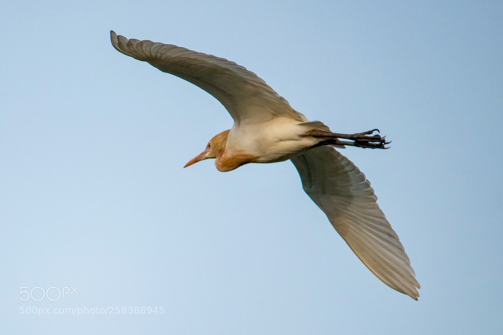 Canon EOS 80D sample photo. Cattle egret  photography
