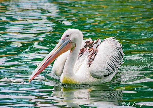 Canon EOS 40D sample photo. Pelican photography