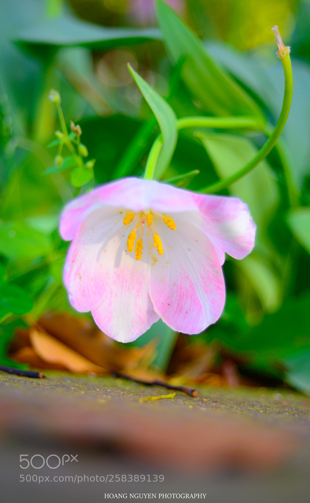 Nikon D800 sample photo. Unknow name flower! photography