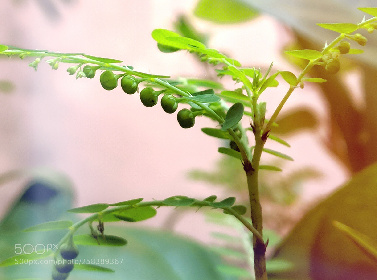 Xiaomi Mi A1 sample photo. Phyllanthus niruri photography