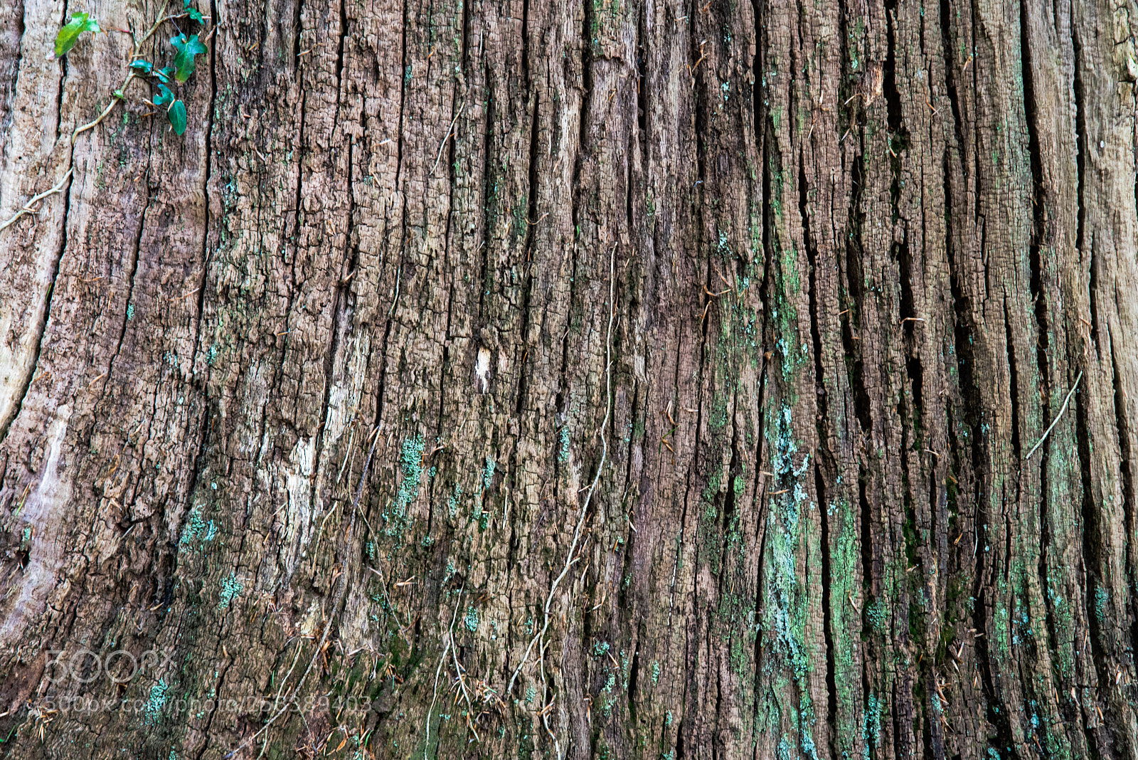 Nikon D750 sample photo. Dry skin photography