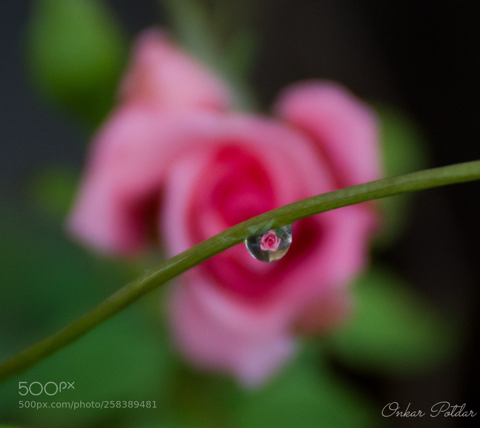 Nikon D7000 sample photo. Rose in drop photography