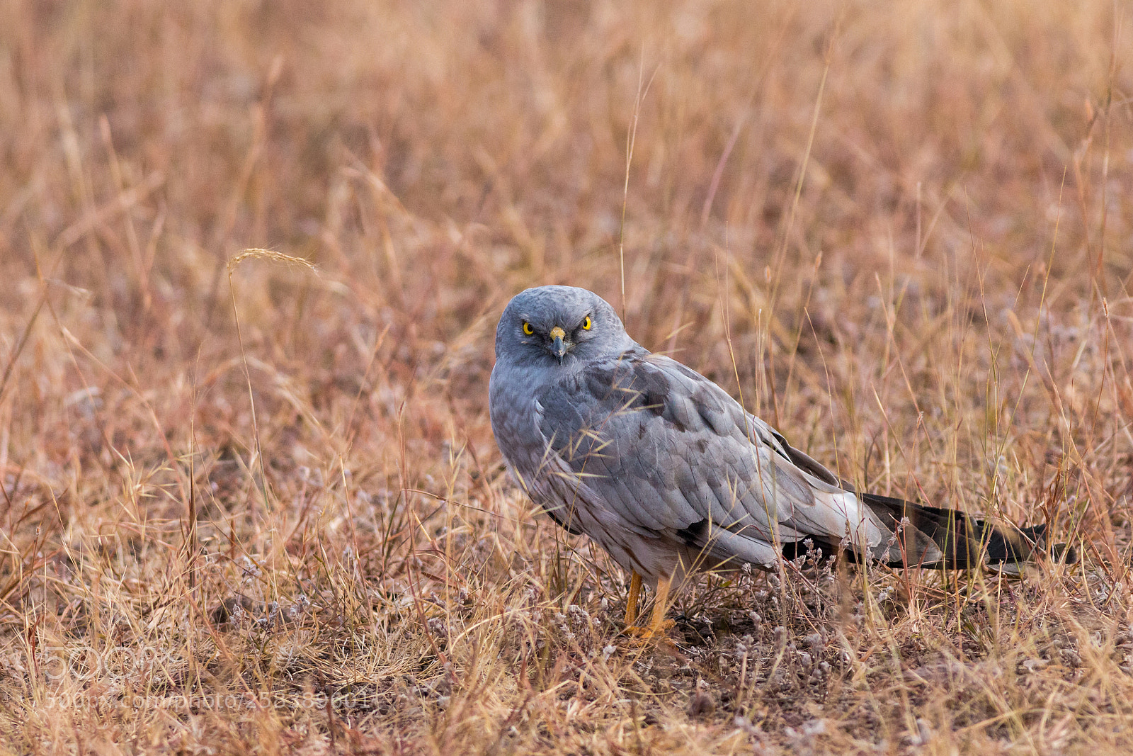 Canon EOS 70D sample photo. Montagu's harrier photography