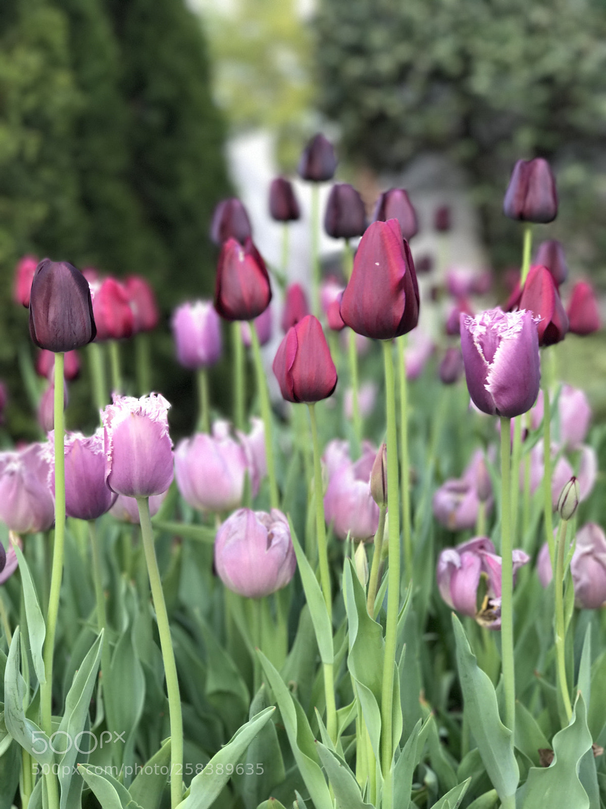 Apple iPhone 7 Plus sample photo. Tulips  photography